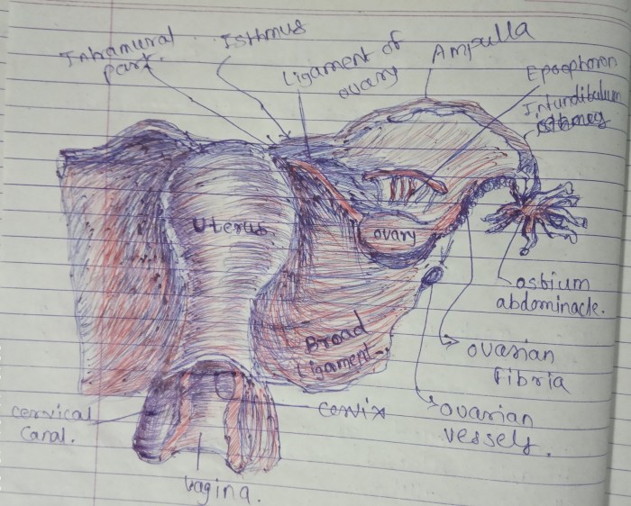 Male reproductive system unlabeled diagram