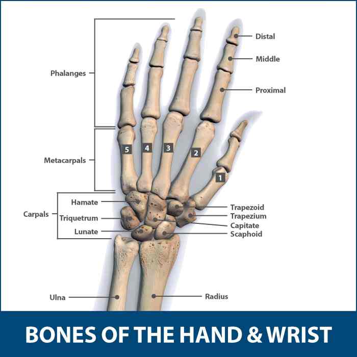 Bone in the wrist crossword