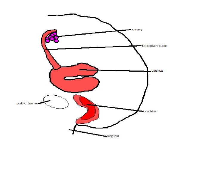 Male reproductive system unlabeled diagram