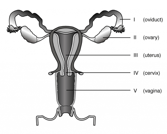 Male reproductive system unlabeled diagram