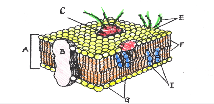 Cell membrane coloring worksheet colored