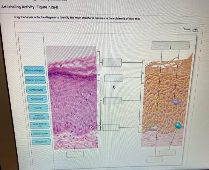 Histology epidermis easily physiology