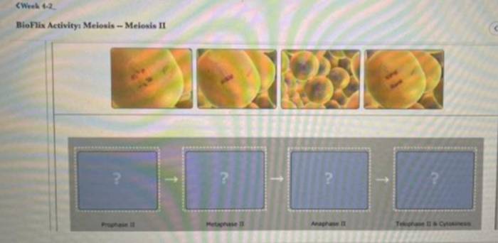 Bioflix activity: meiosis -- chromosome structure