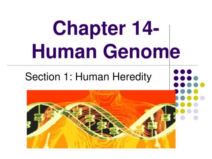 Chapter 14 the human genome section review 14-2