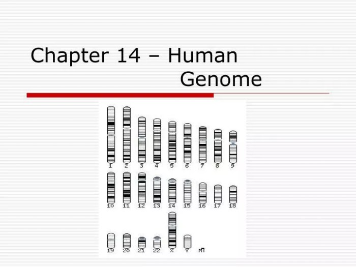 Chapter 14 the human genome section review 14-2