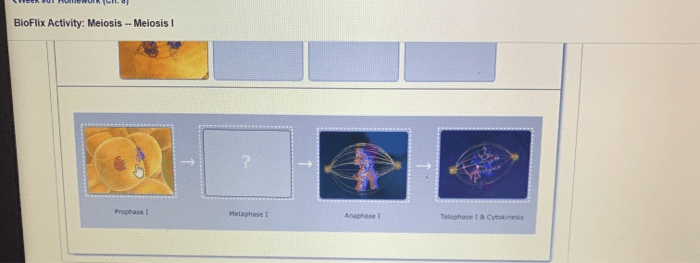 Bioflix activity: meiosis -- chromosome structure